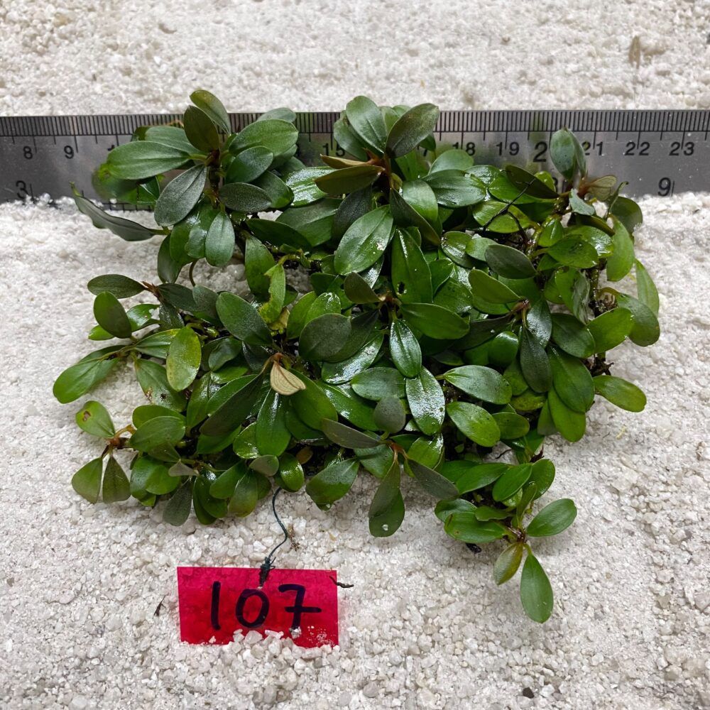 Bucephalandra Venus Green 107