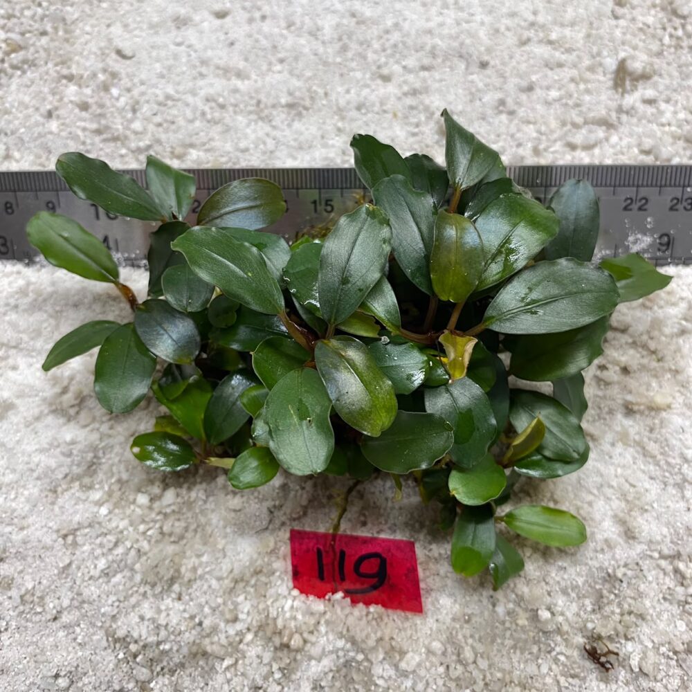 Bucephalandra Apple Leaf 119