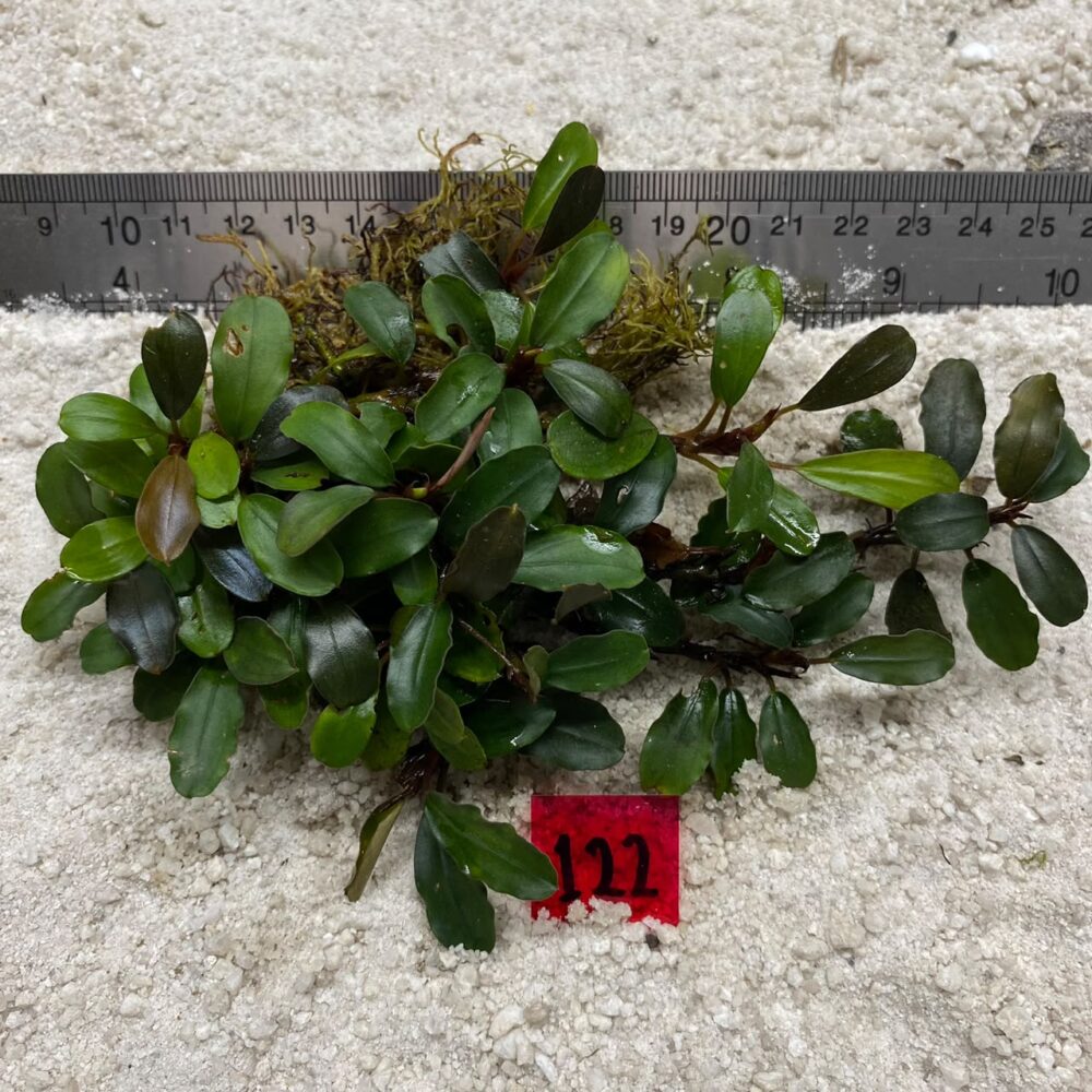Bucephalandra Brownie Green 122