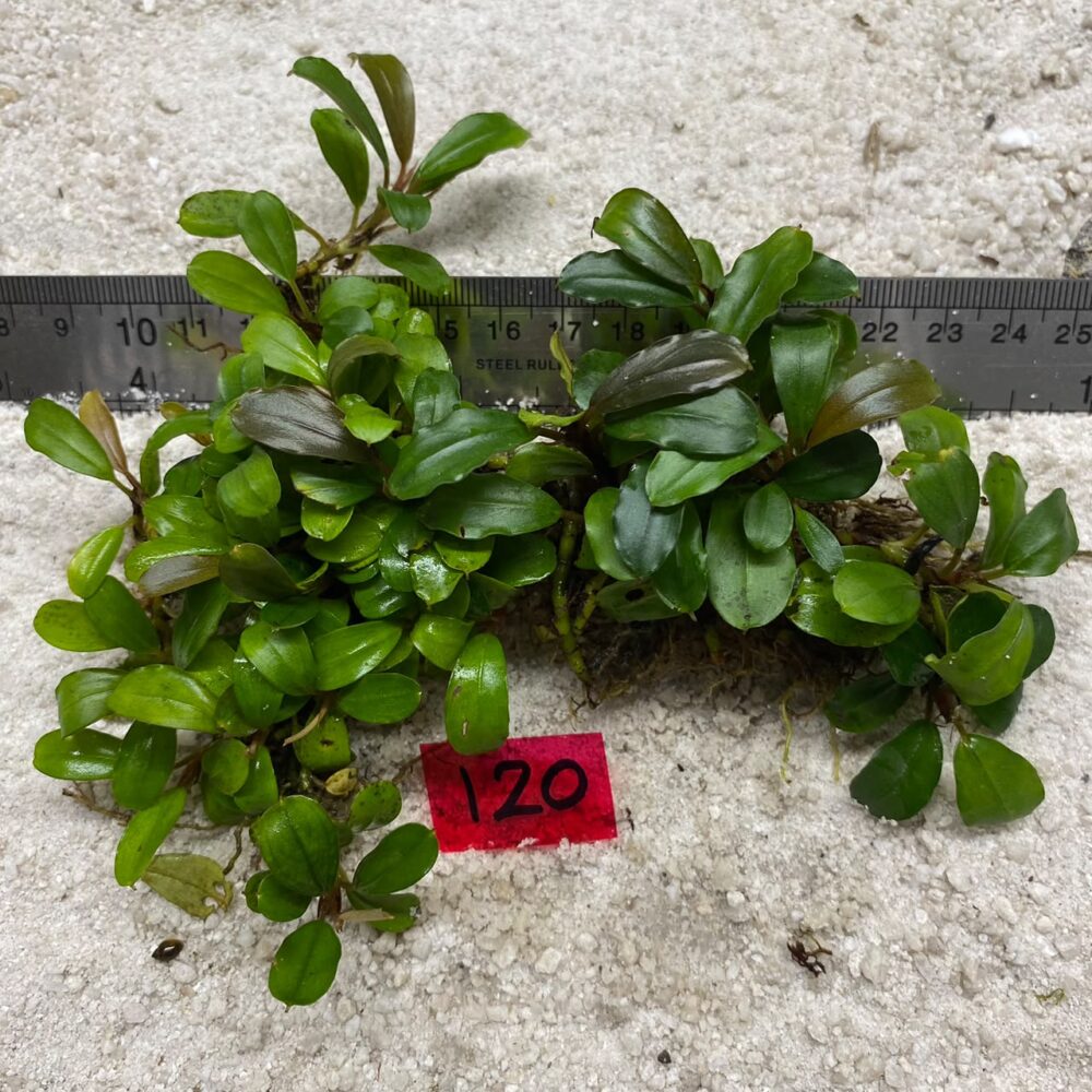 Bucephalandra Brownie Jade 120