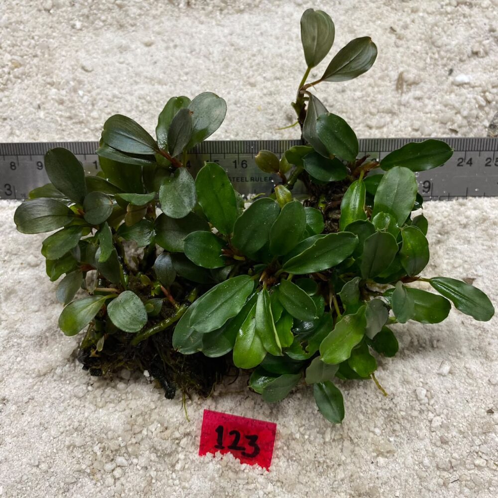 Bucephalandra Brownie Green 123