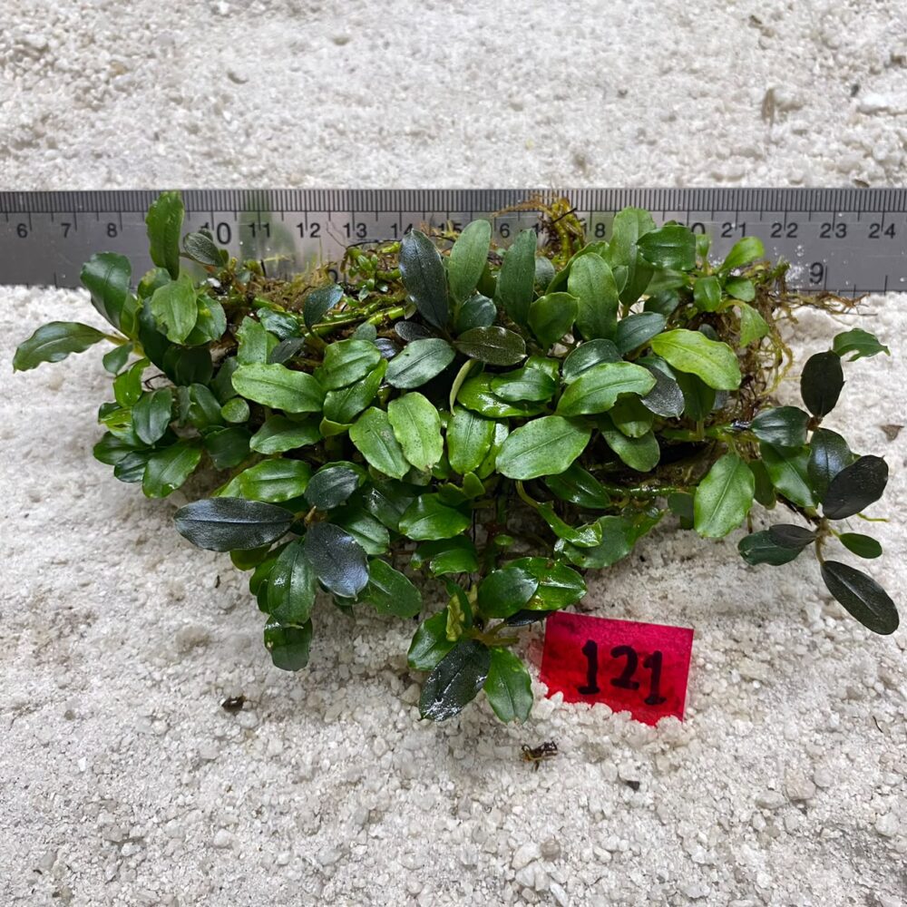 Bucephalandra Wavy Green 121
