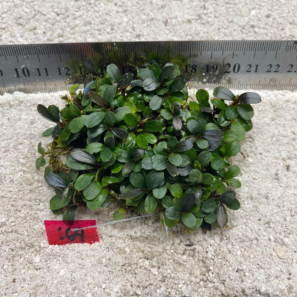 Bucephalandra Brownie Blue 164