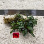 Bucephalandra Hades 174