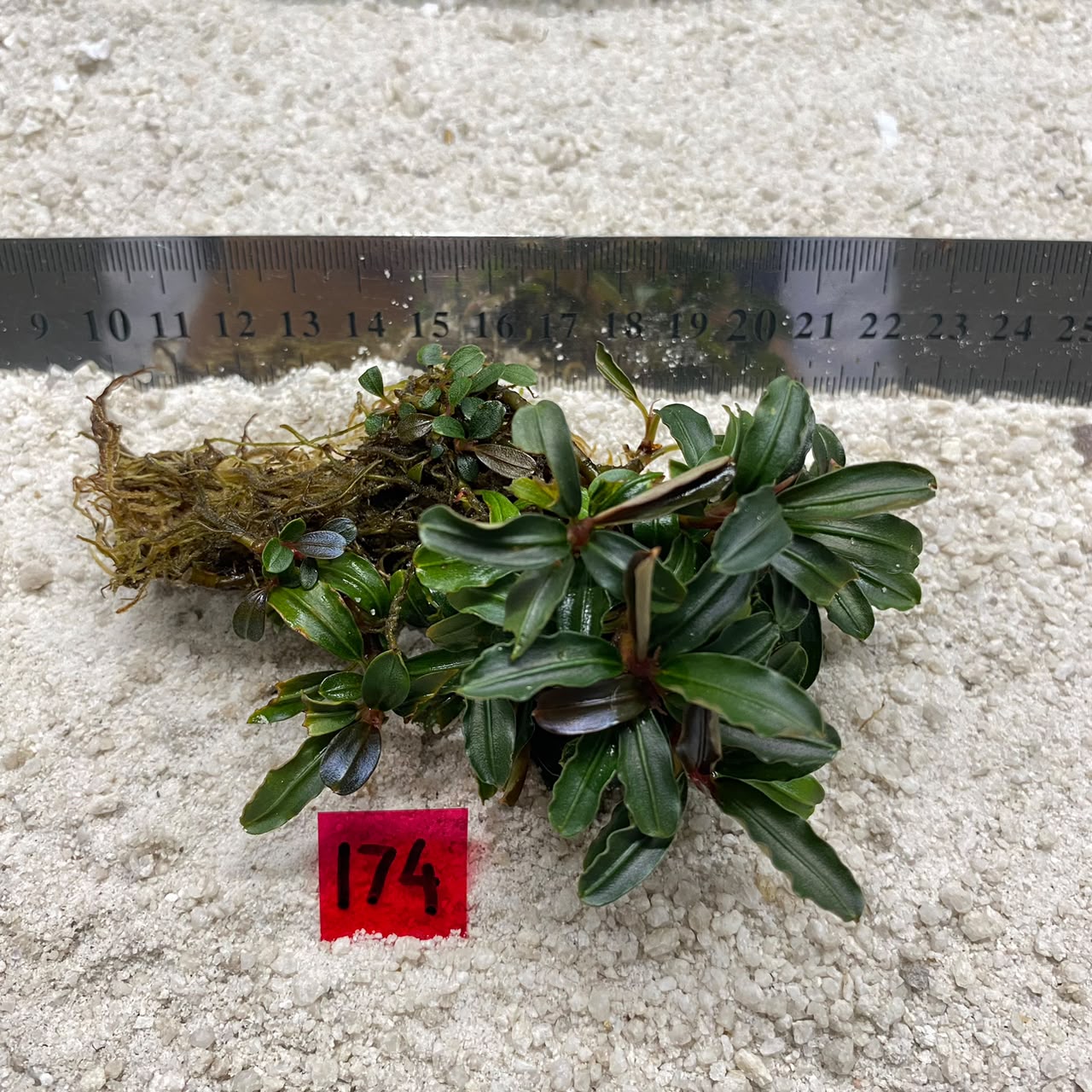 Bucephalandra Hades 174