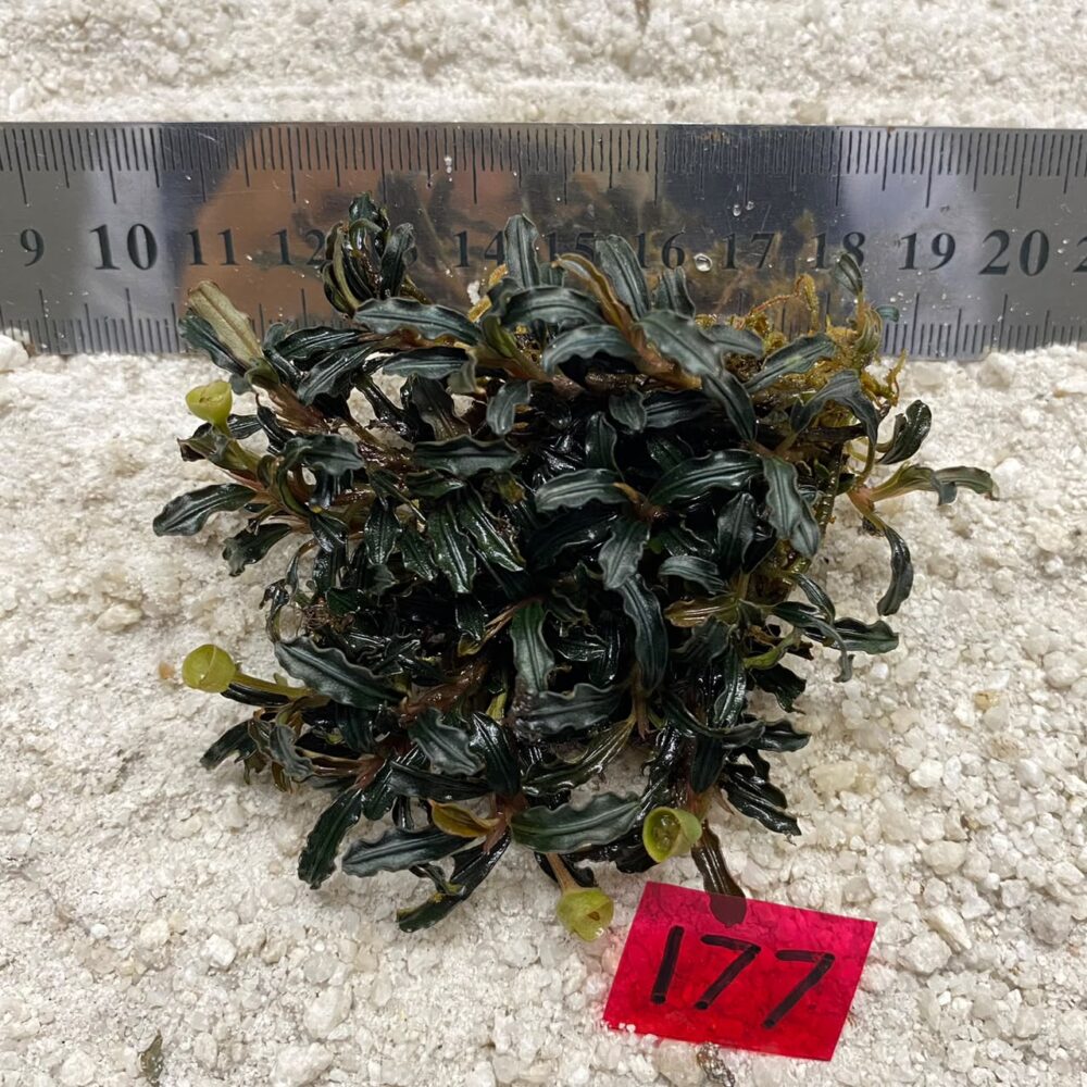 Bucephalandra Obsidian Rosette 177