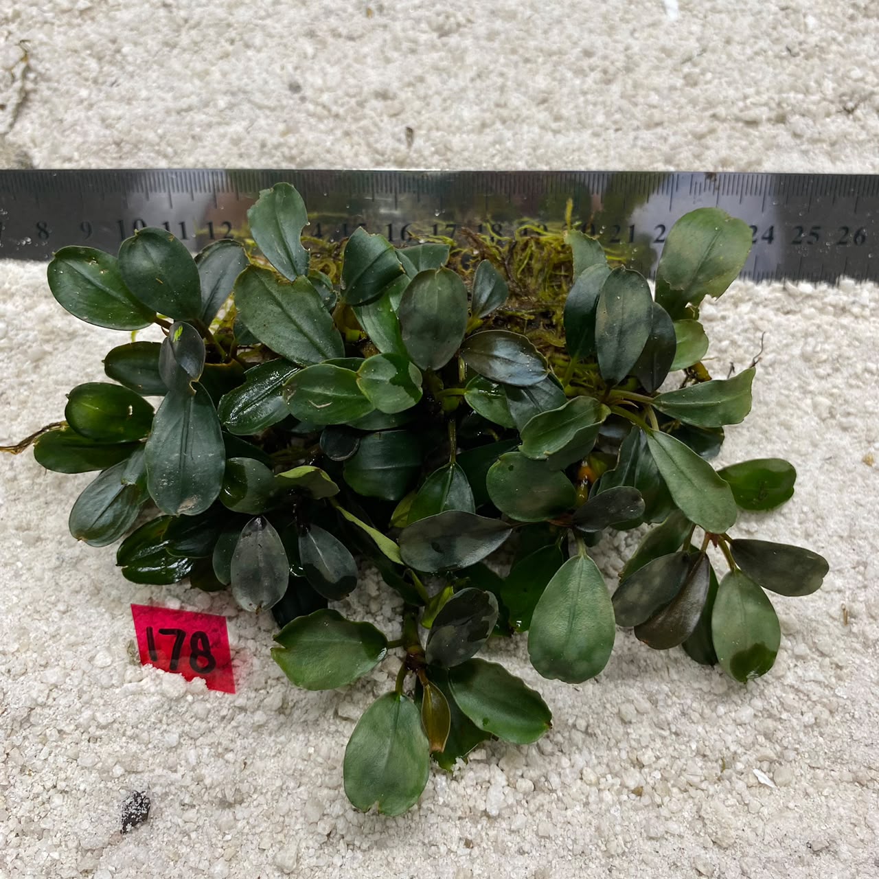 Bucephalandra Apple Jade 178
