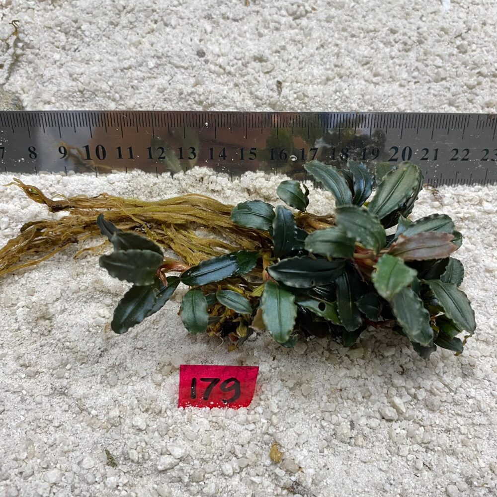 Bucephalandra Almond Teal 179