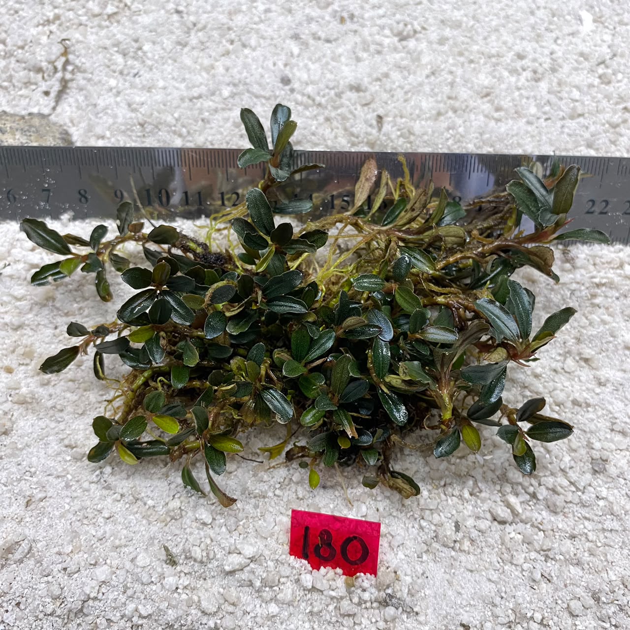 bucephalandra