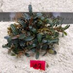 Bucephalandra Hades 182