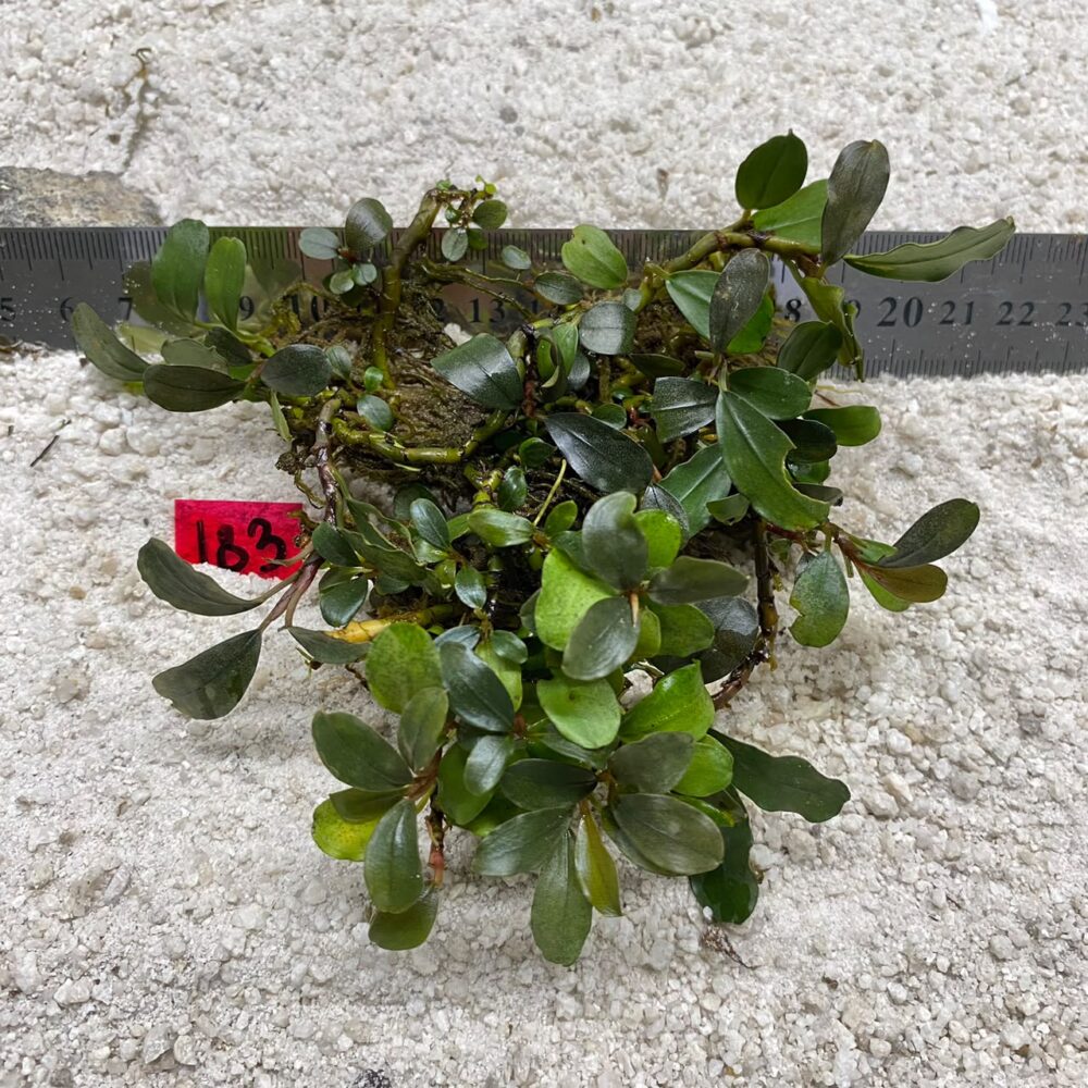Bucephalandra Light Green 183