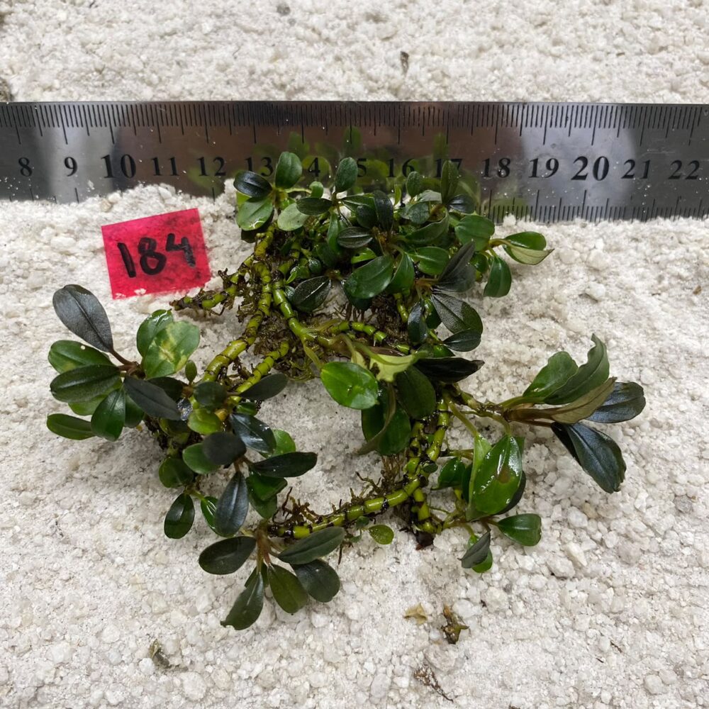 Bucephalandra