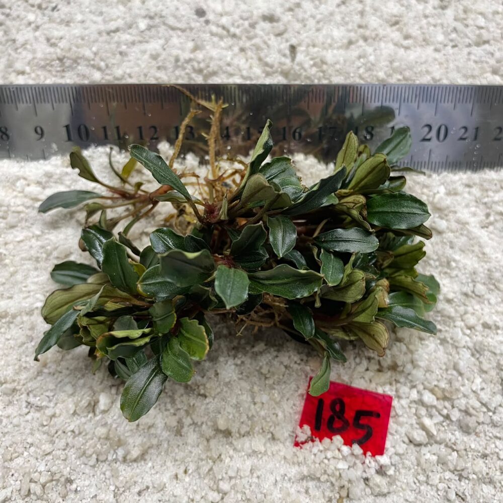Bucephalandra Wavy Leaf 185