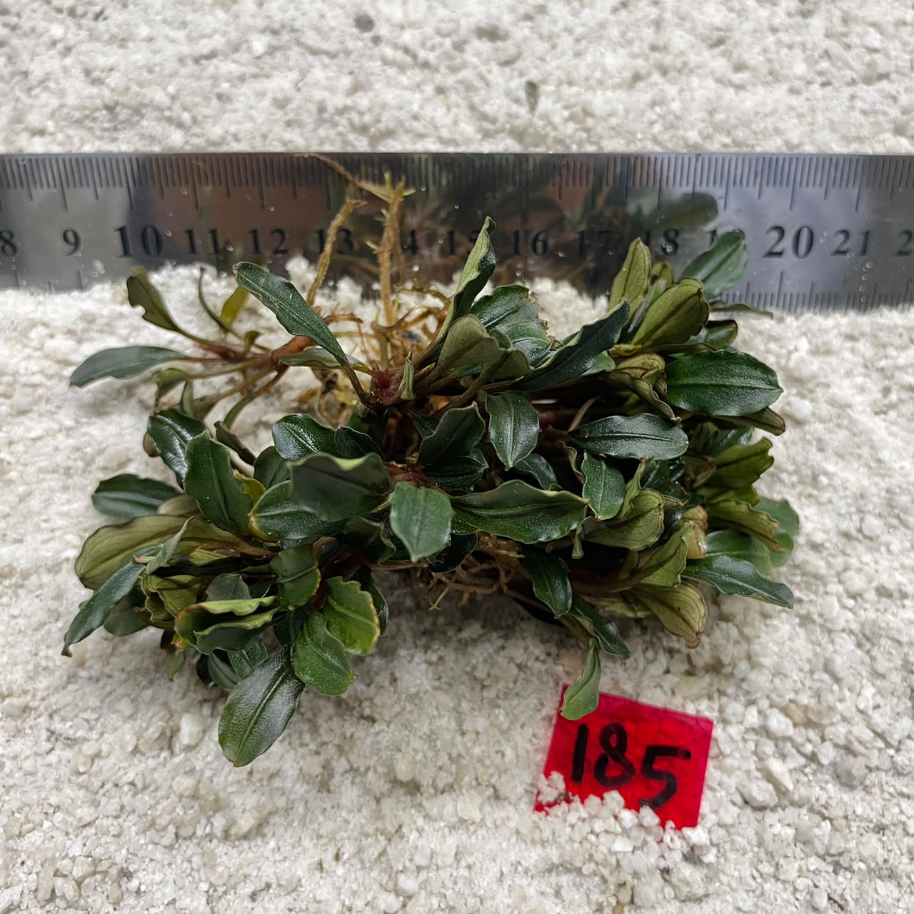 Bucephalandra Wavy Leaf 185