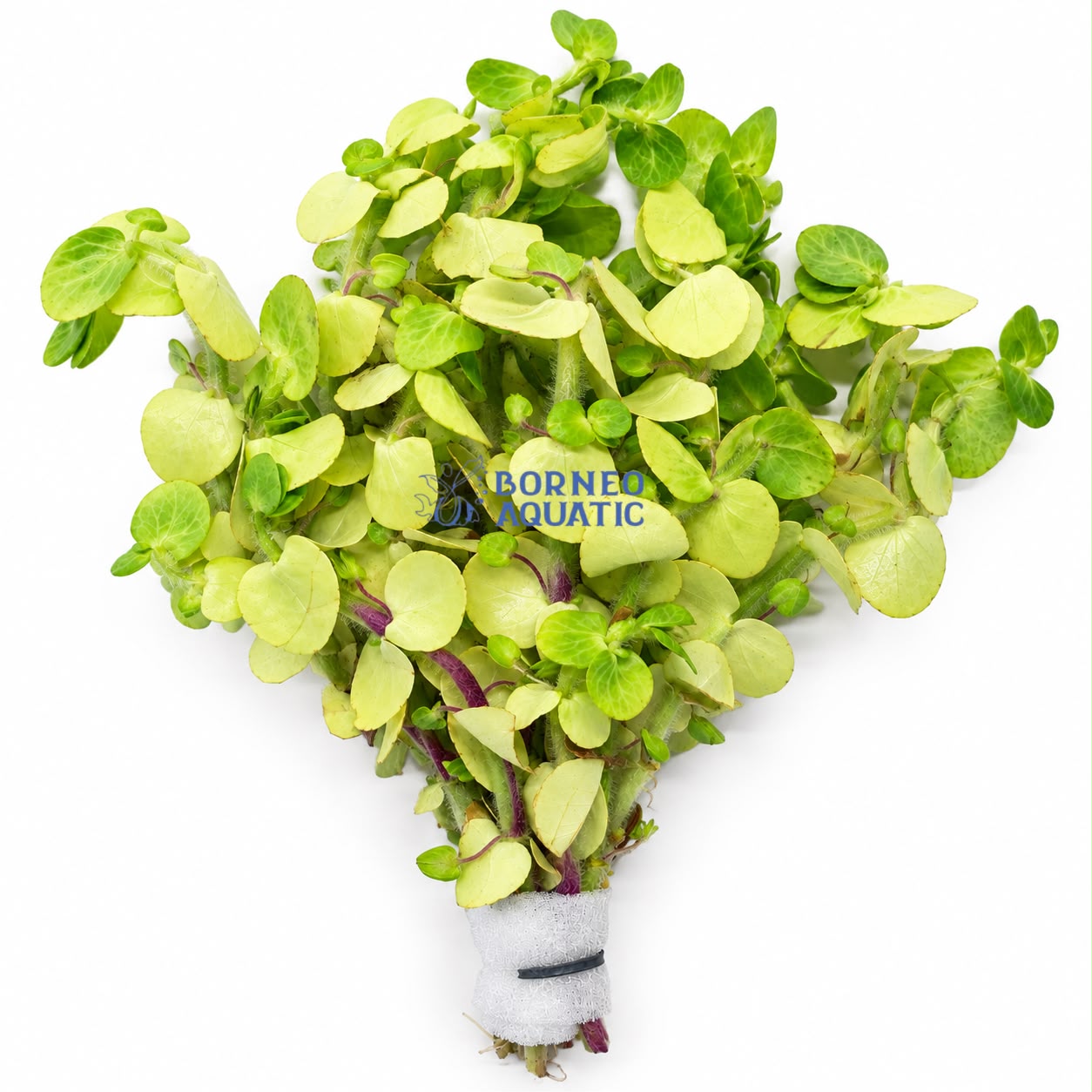 Bacopa lanigera fuzzy leaf stem plant