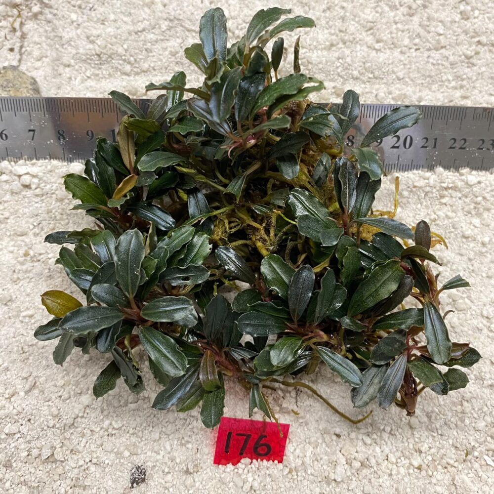 Bucephalandra Black Pearl 176