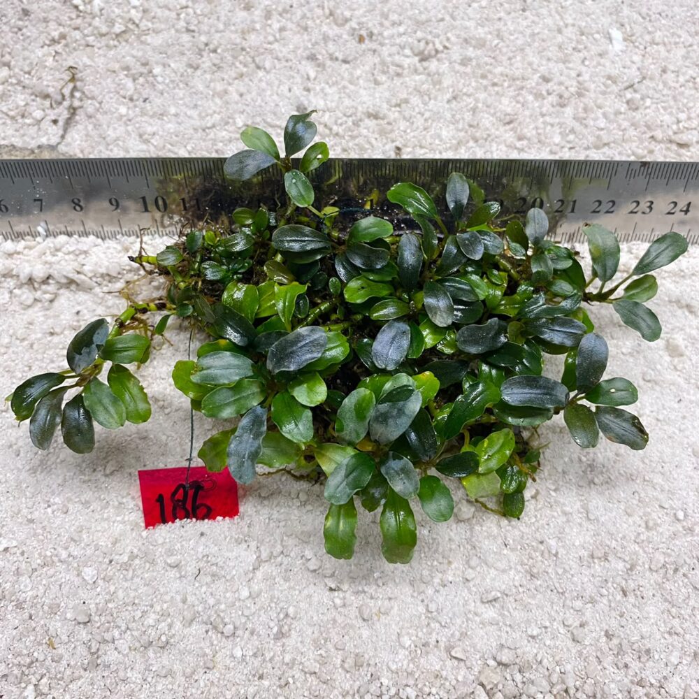 Bucephalandra Brownie Blue 186