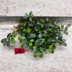 Bucephalandra Brownie Blue 186