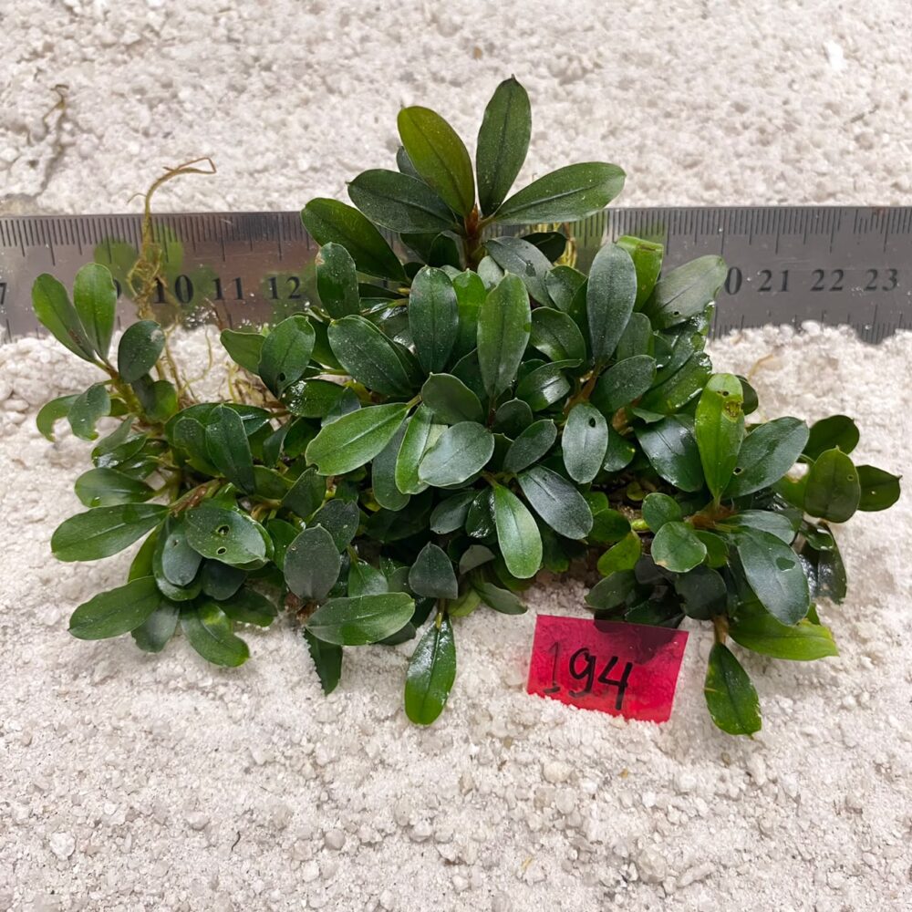 Bucephalandra Silver Shield 194