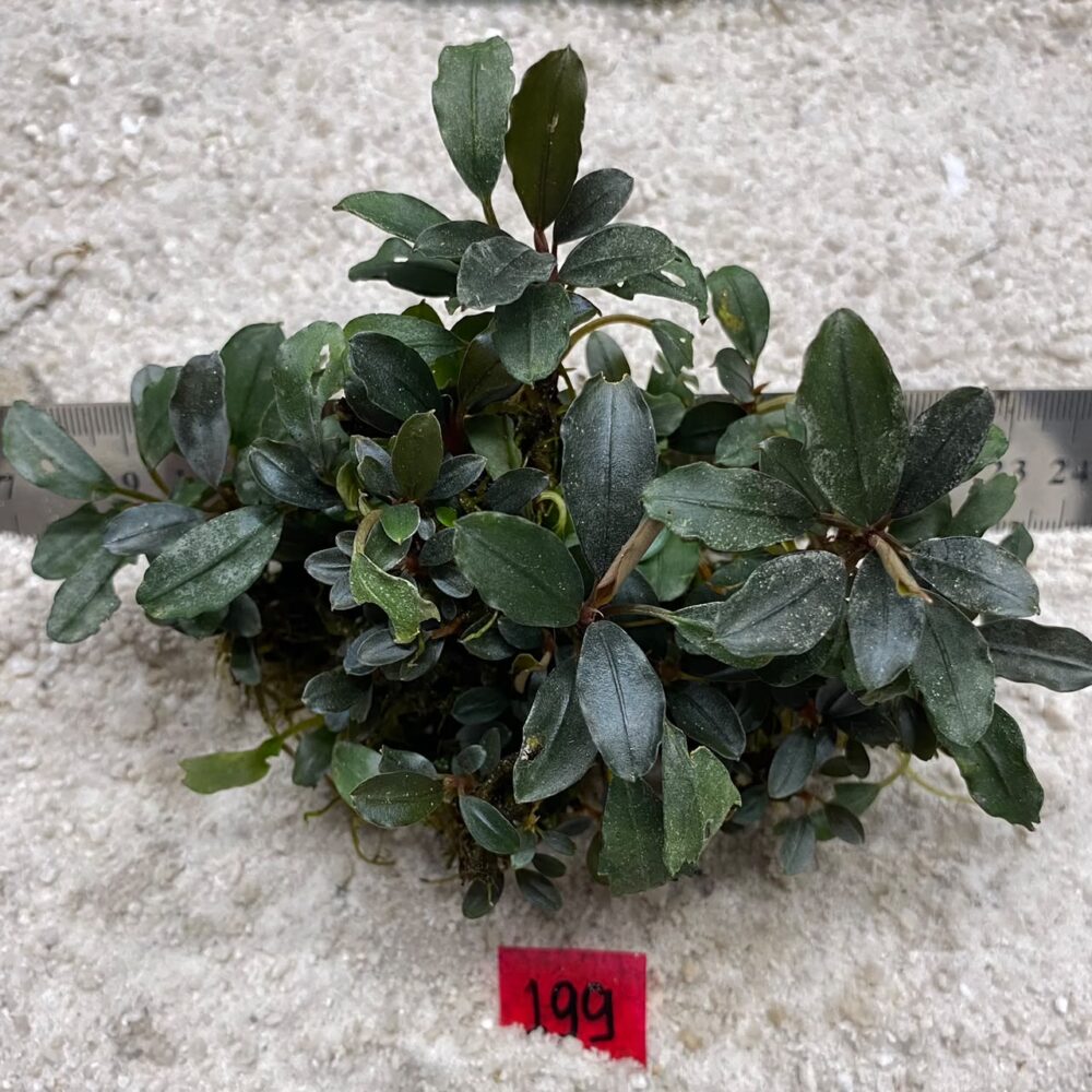 Bucephalandra Silver Shield 199