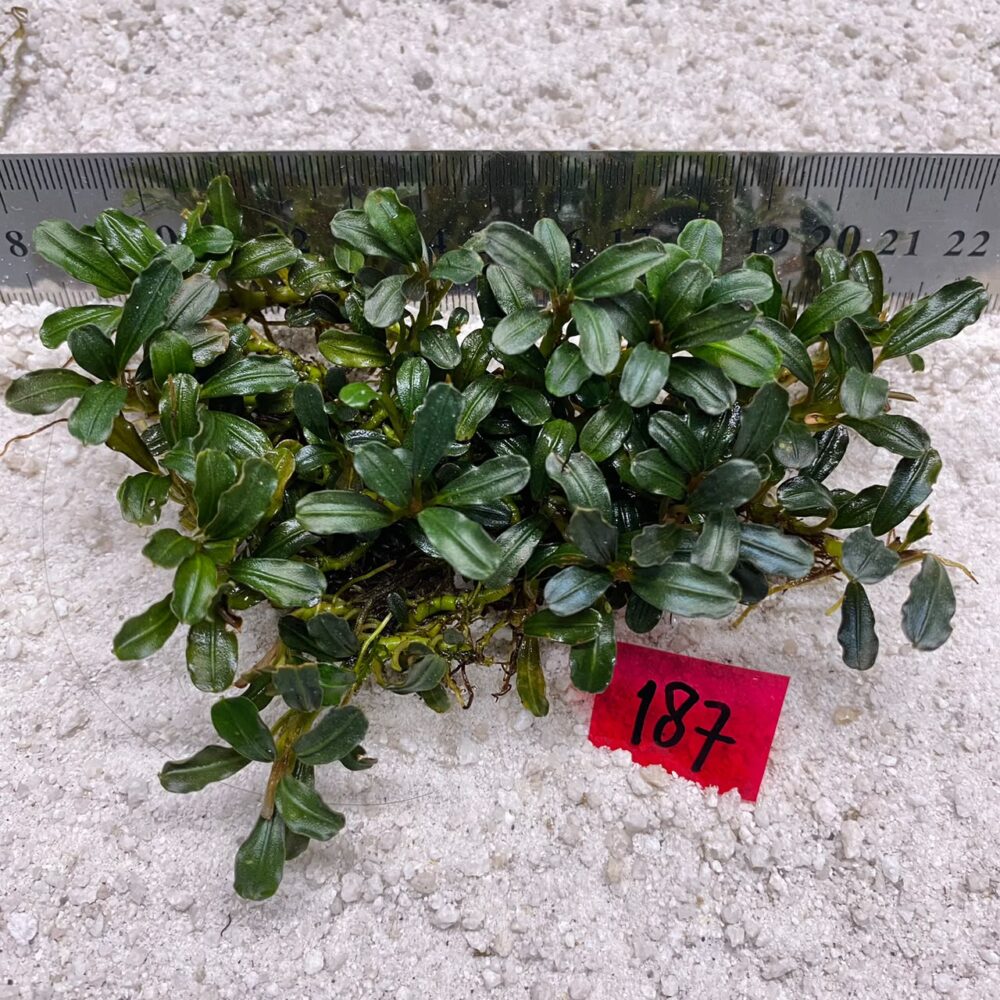 Bucephalandra Almond Teal 187