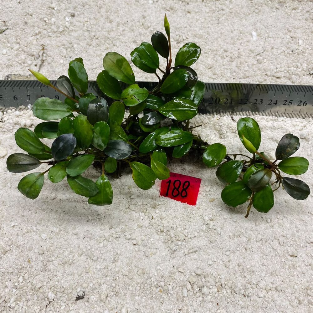 Bucephalandra Apple Jade 188