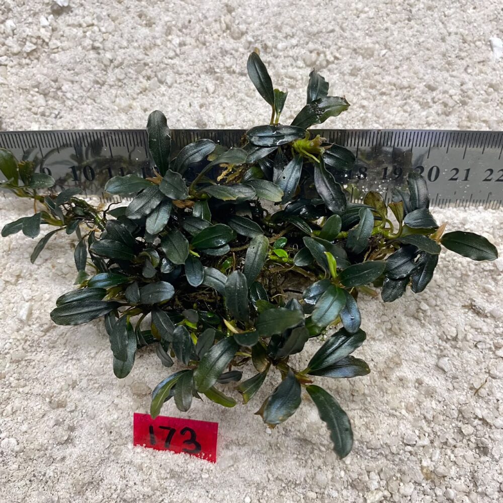 Bucephalandra Azure Mist 173