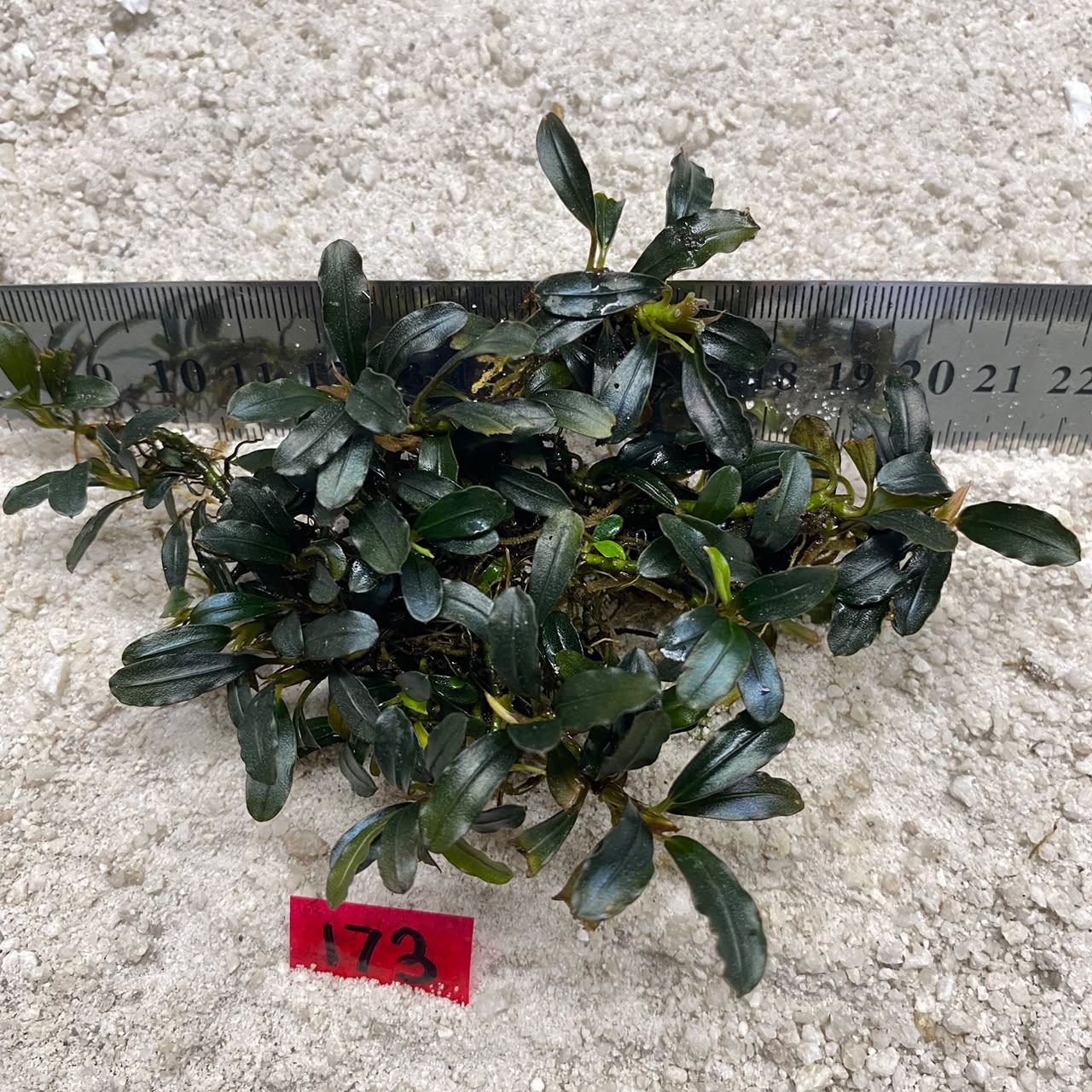 Bucephalandra Azure Mist 173