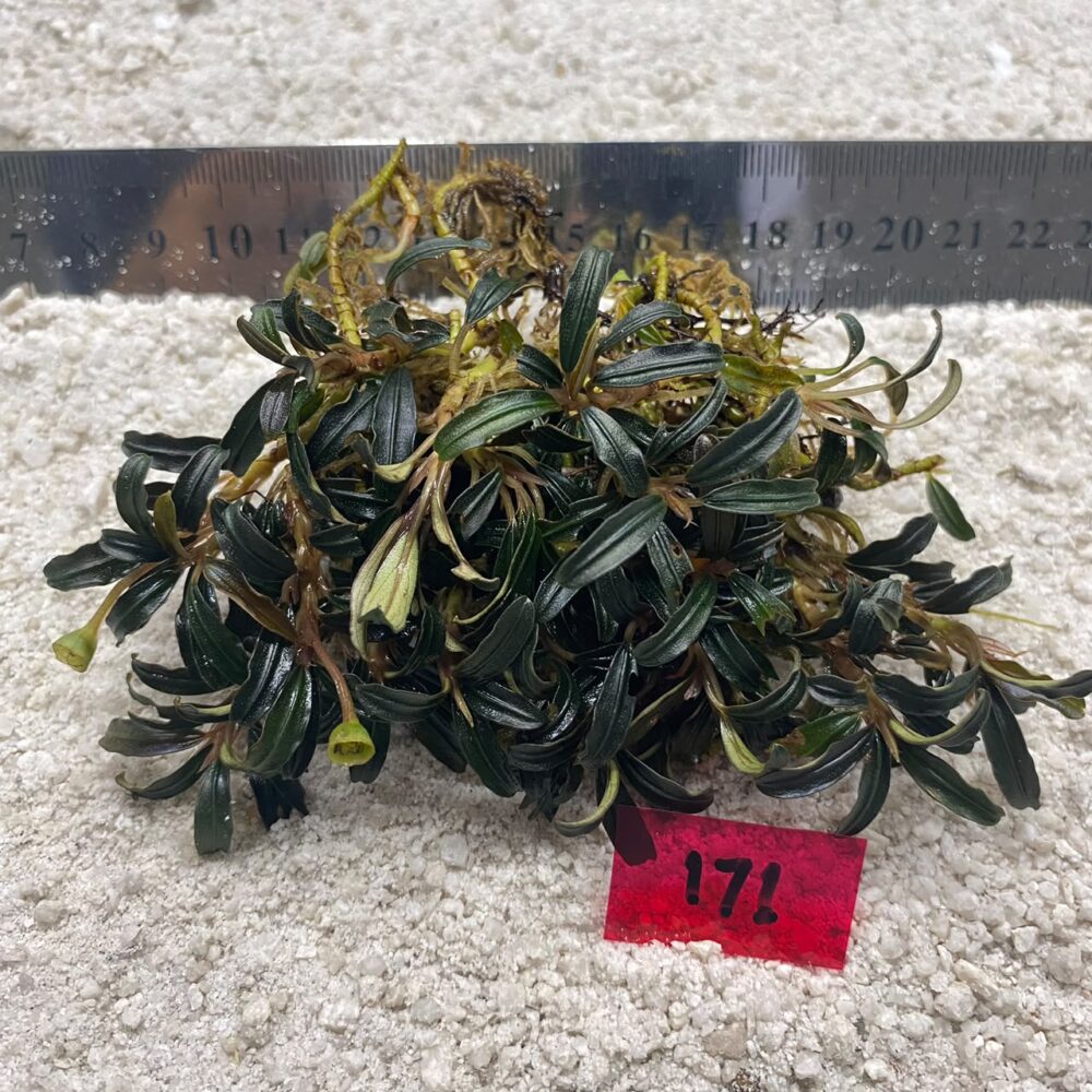 Bucephalandra Tomahawk 171