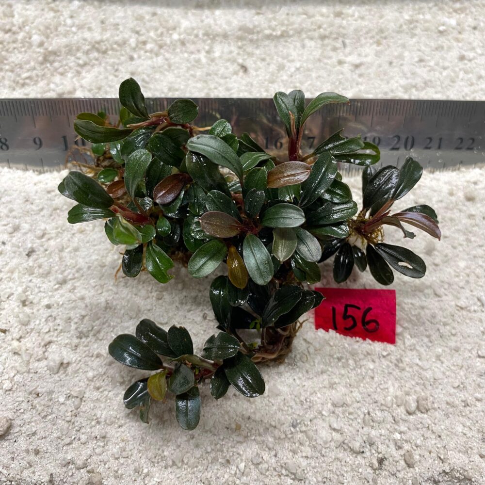 Bucephalandra Midnight Ember 156