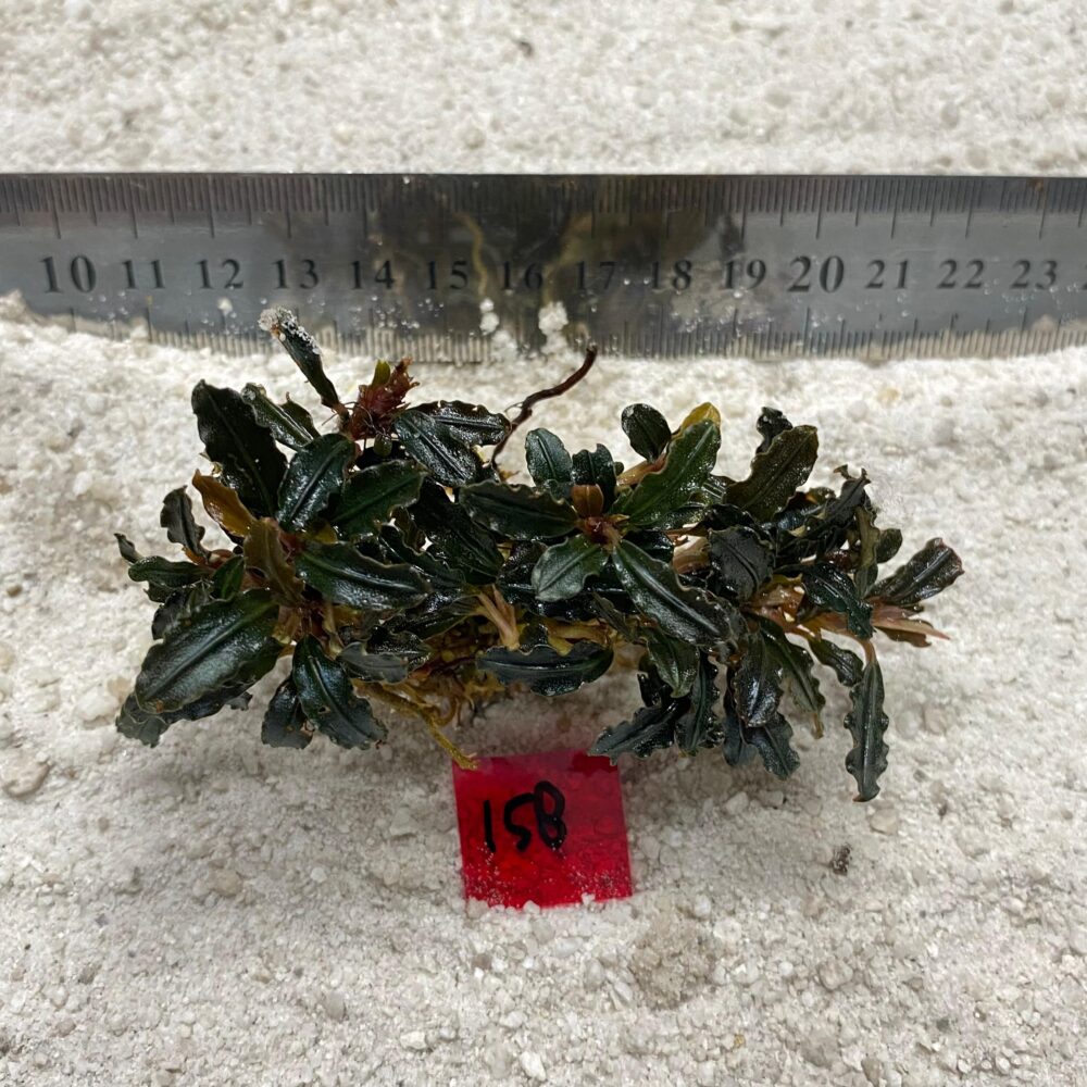 Bucephlandra Forestzilla 158