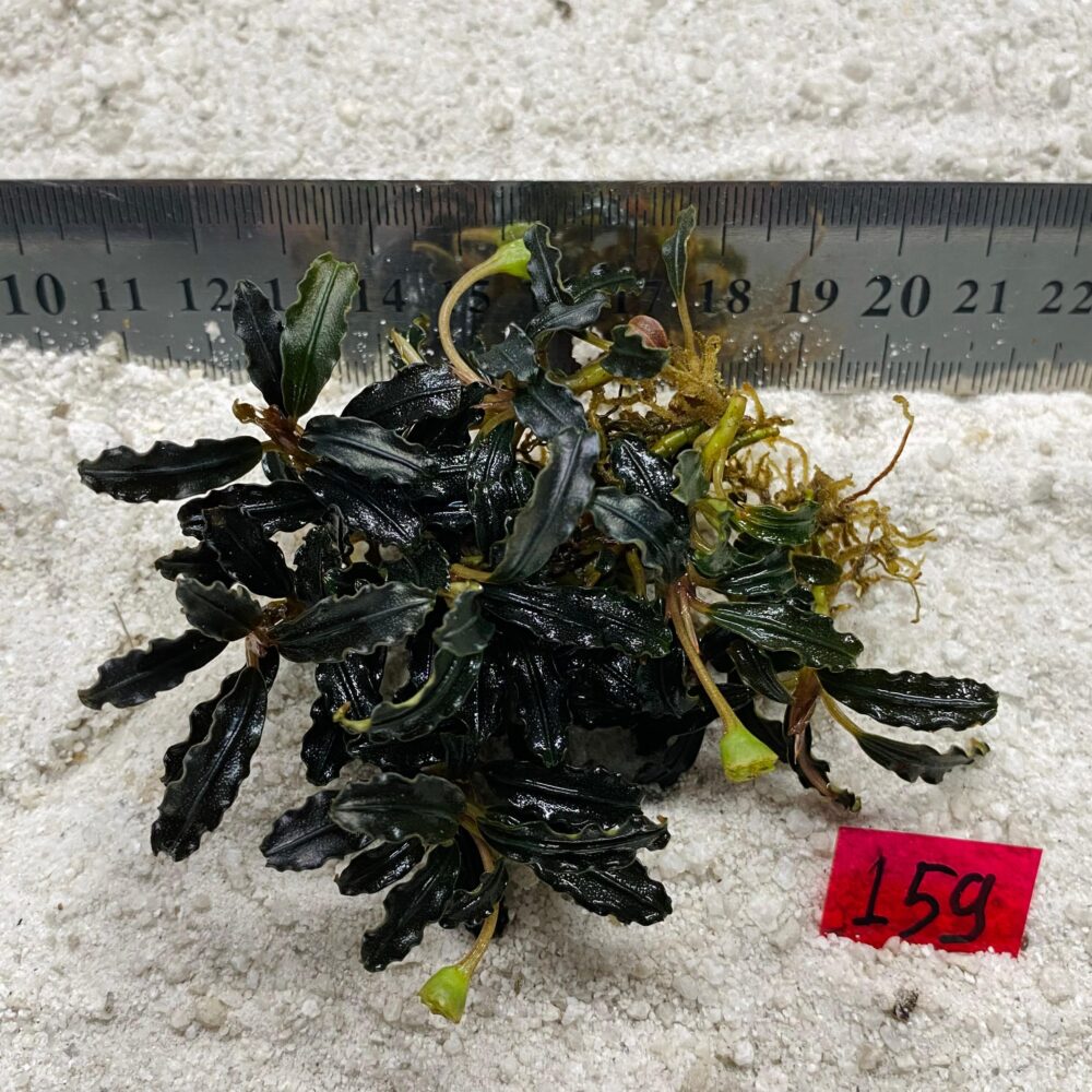 Bucephalandra Kaiju 159