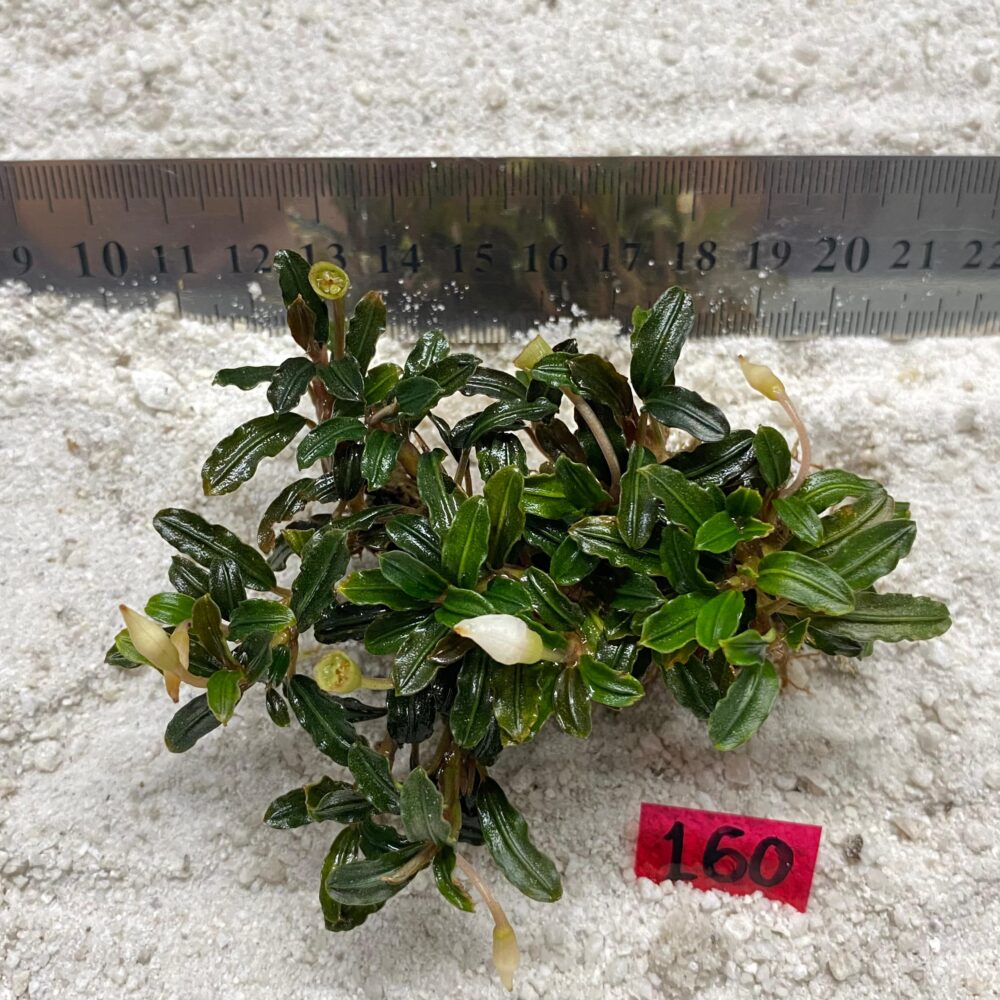 Bucephalandra Misty Green 160