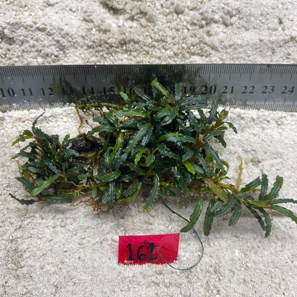 Bucephalandra Catherine 161