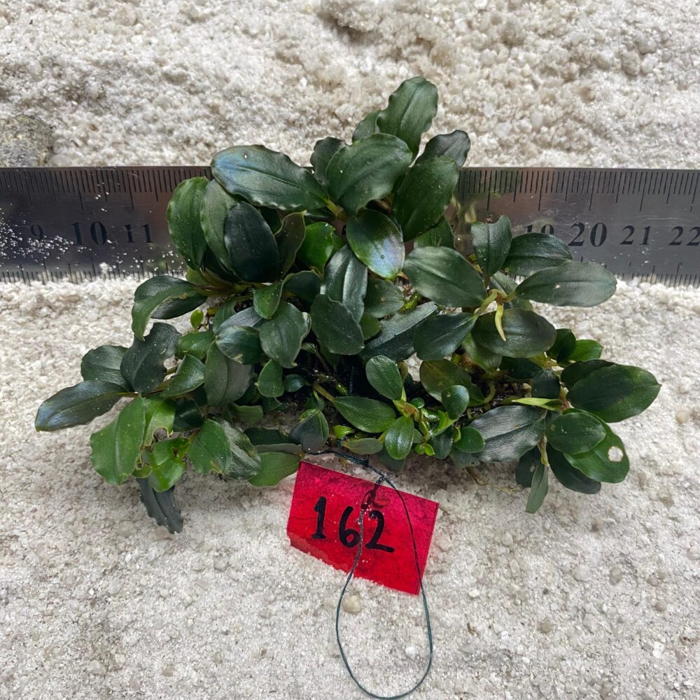 Bucephalandra Dark Green 162