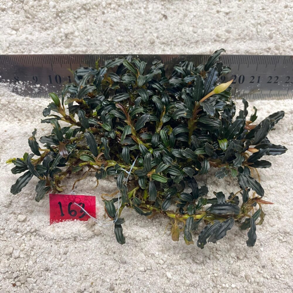Bucephalandra Onyx Curl 163