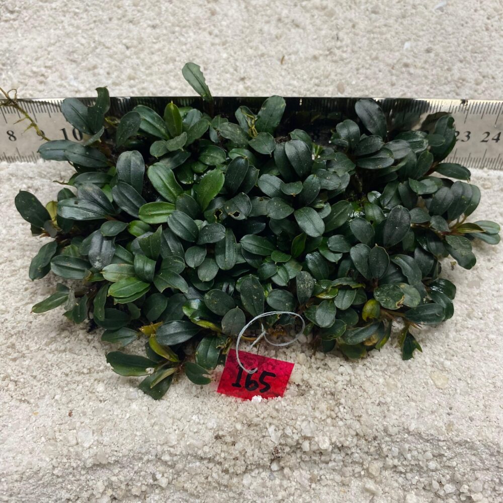 Bucephalandra Almond Teal 165
