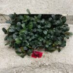 Bucephalandra Almond Teal 165