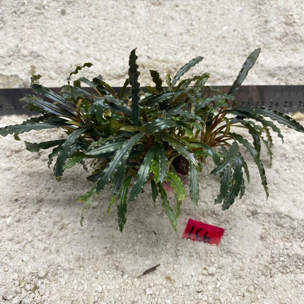Bucephlandra Velvet 166