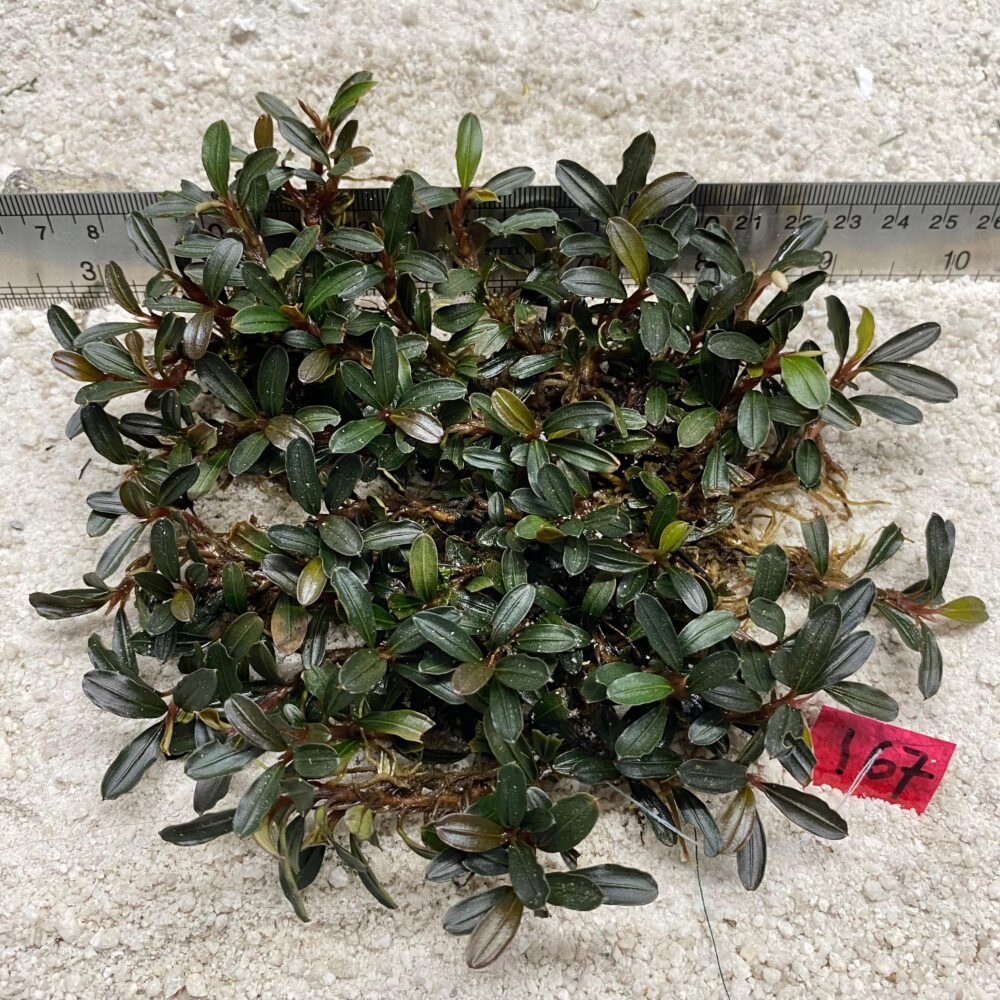 Bucephlandra Ruby Jade 167