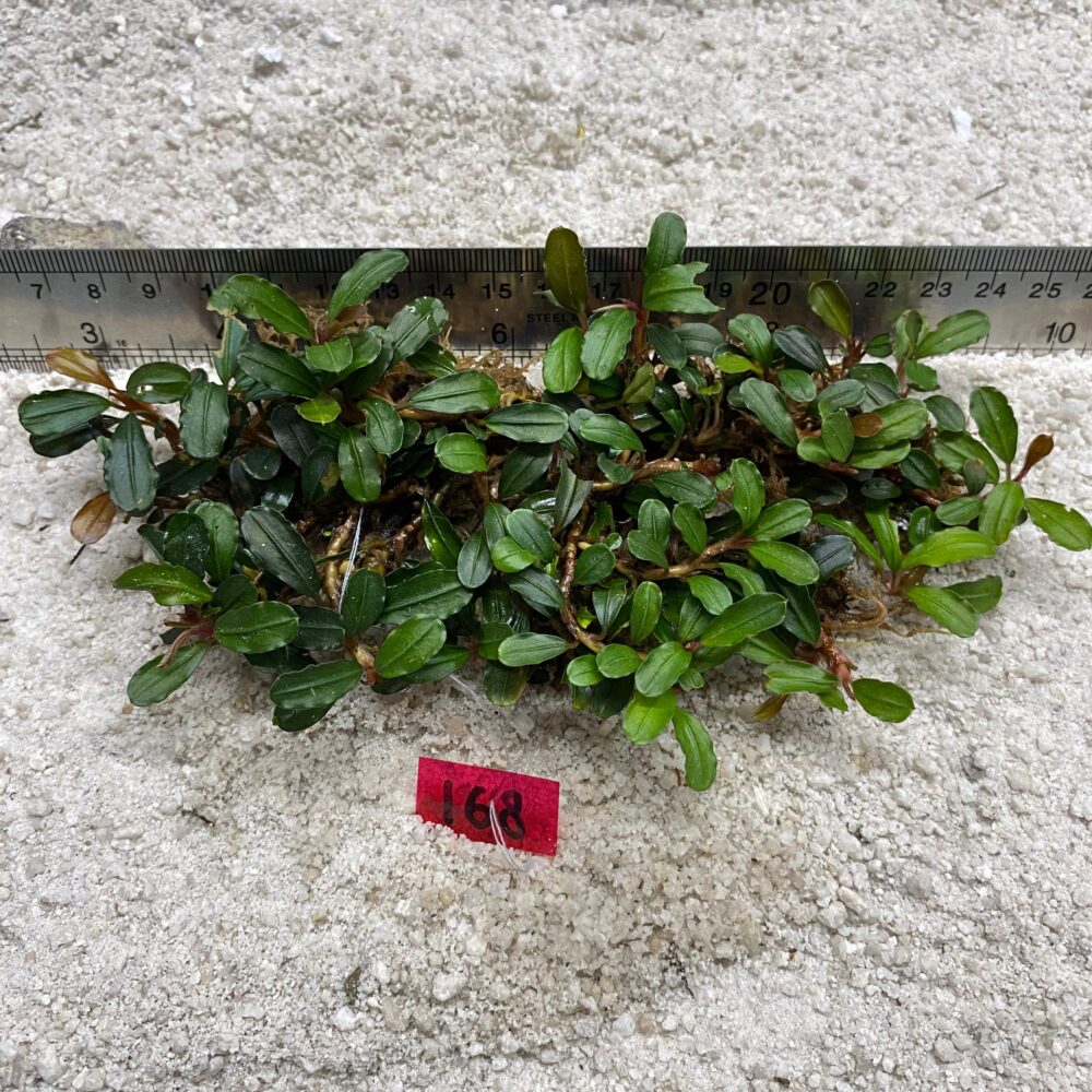 Bucephalandra Light Green 168