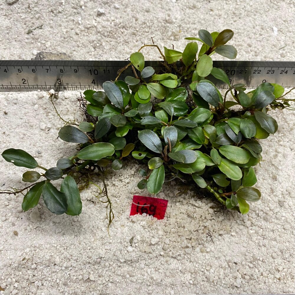 Bucephalandra Lime Green 169