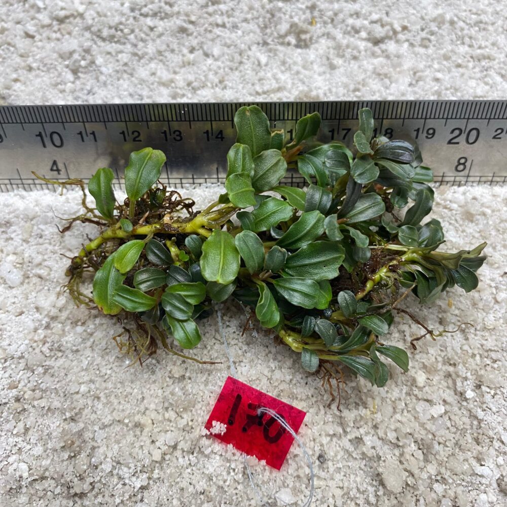 Bucephalandra Apple Leaf 170