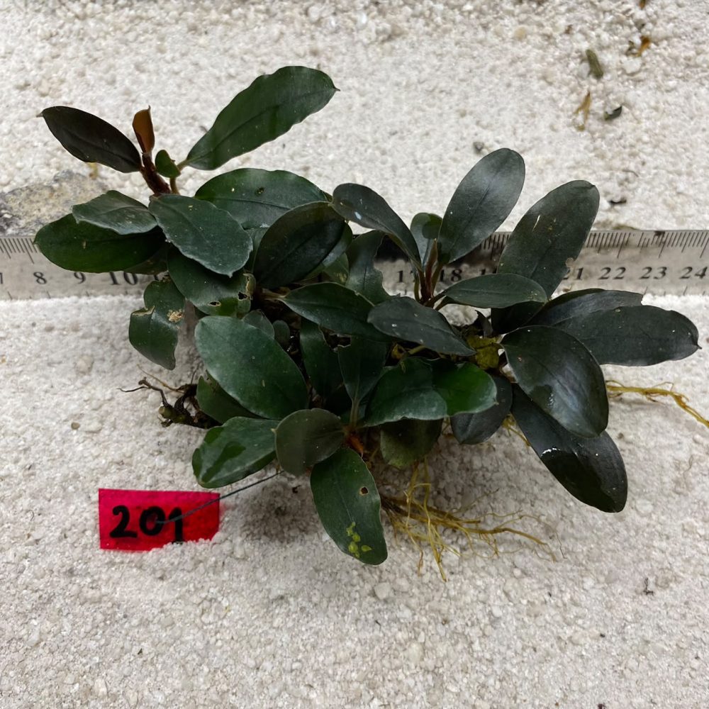 Bucephalandra Dark Emerald 201