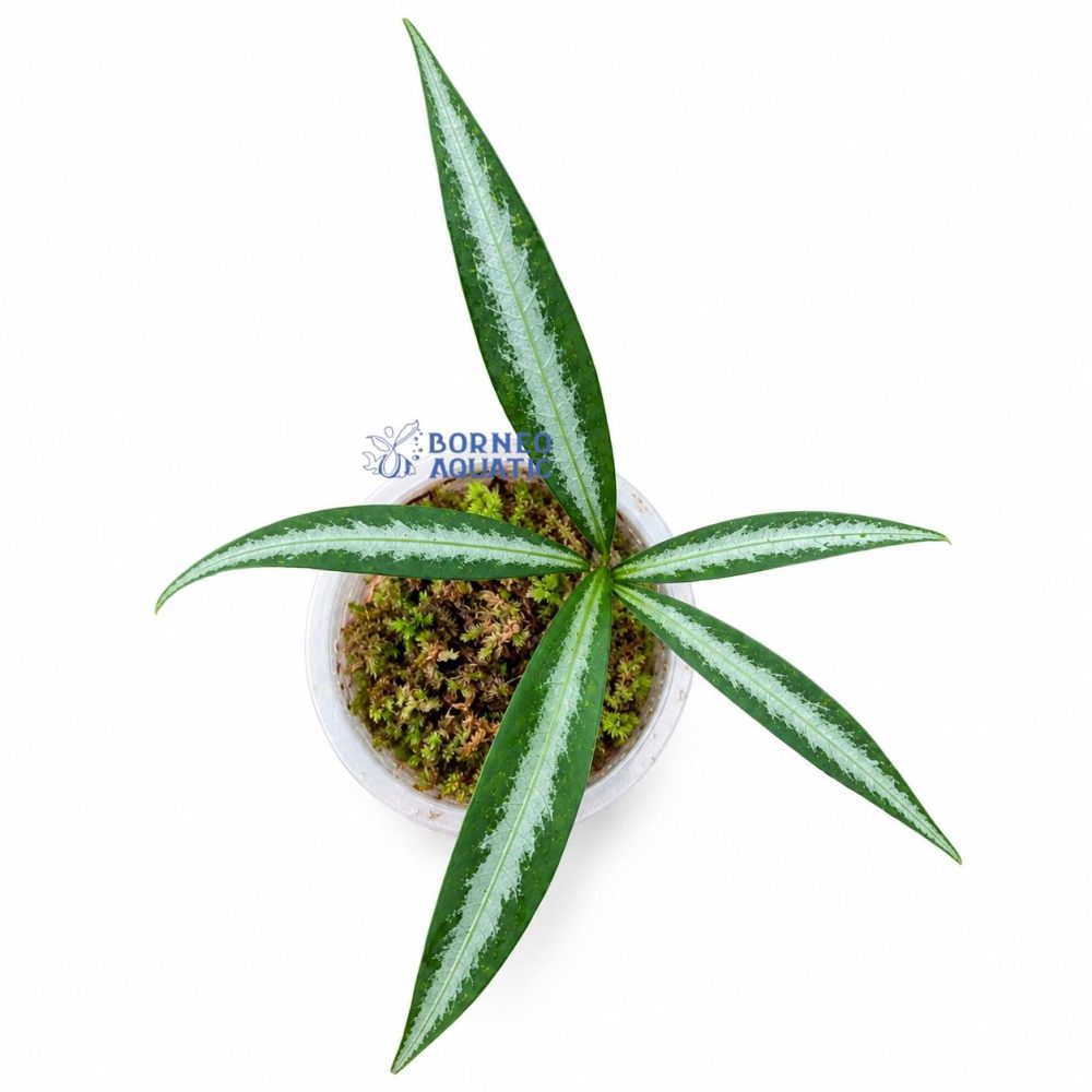 Ardisia sp White Line Sumatra