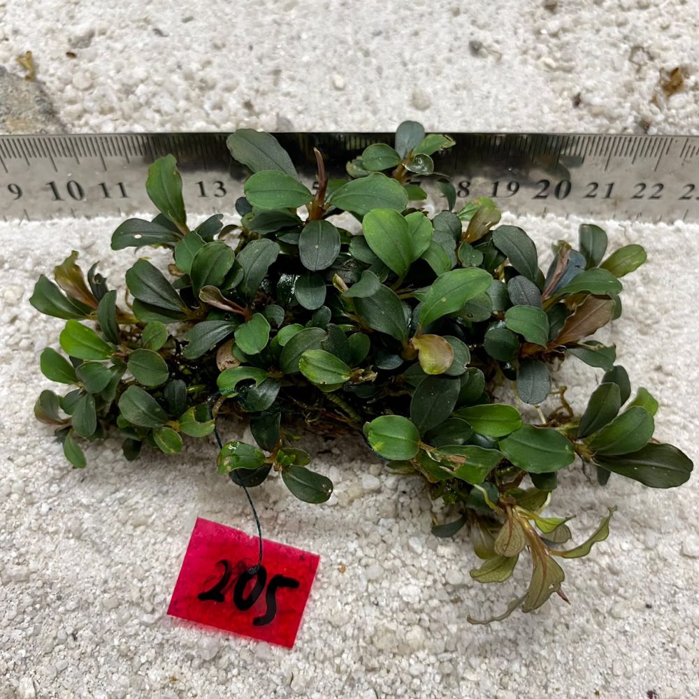 Bucephalandra Green Wings 205