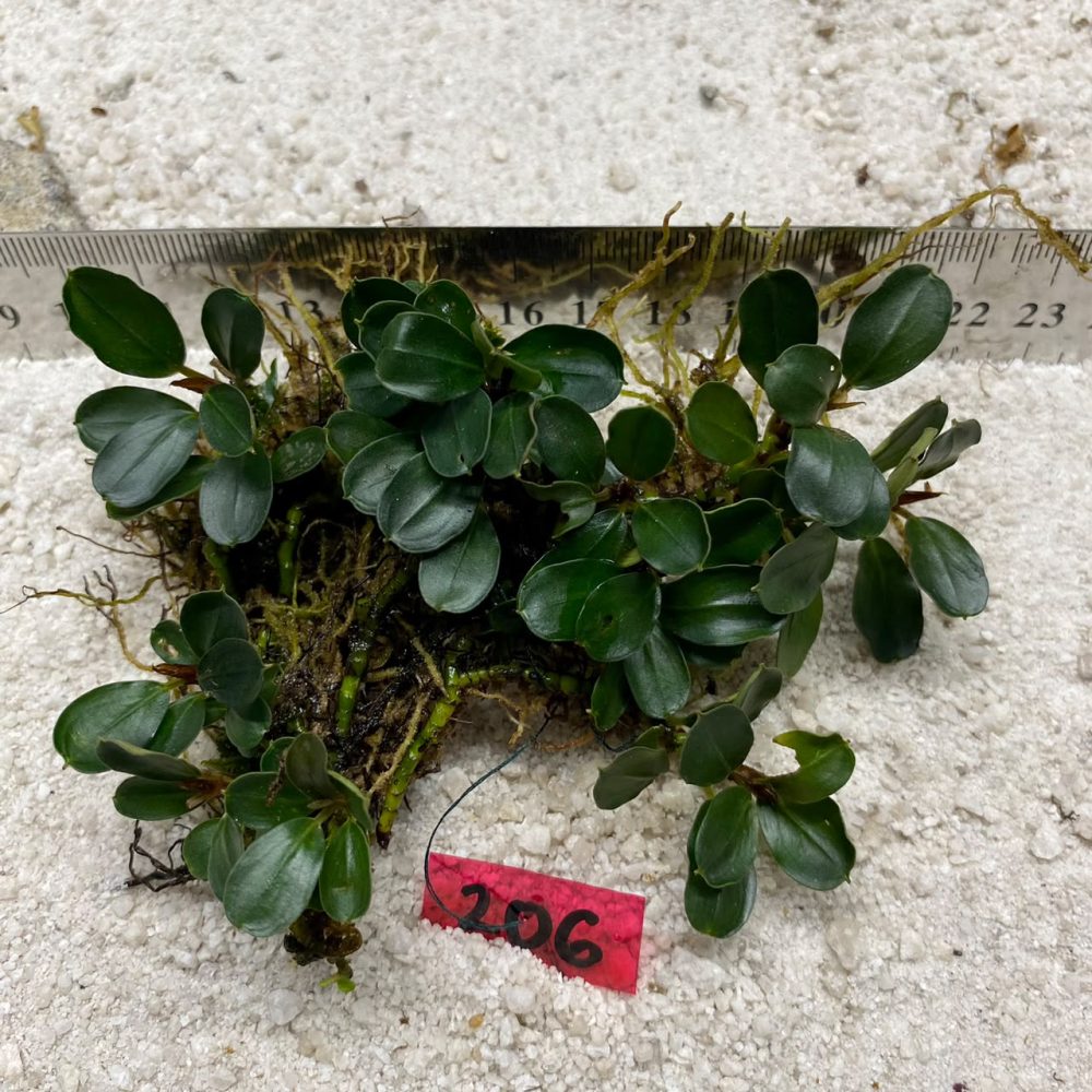 Bucephalandra Full Moon 206