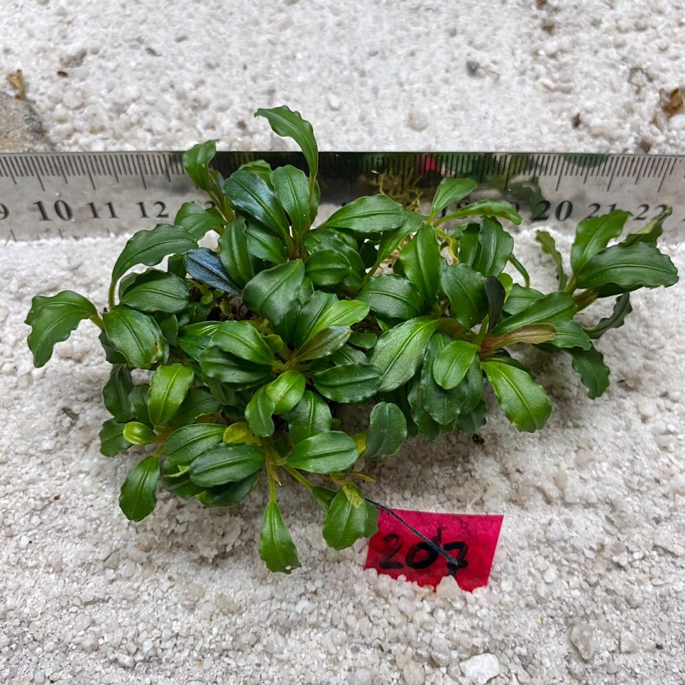 Bucephalandra Emerald Wings 207