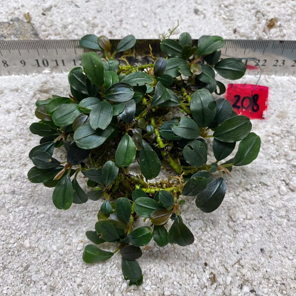 Bucephalandra Emerald Crown 208