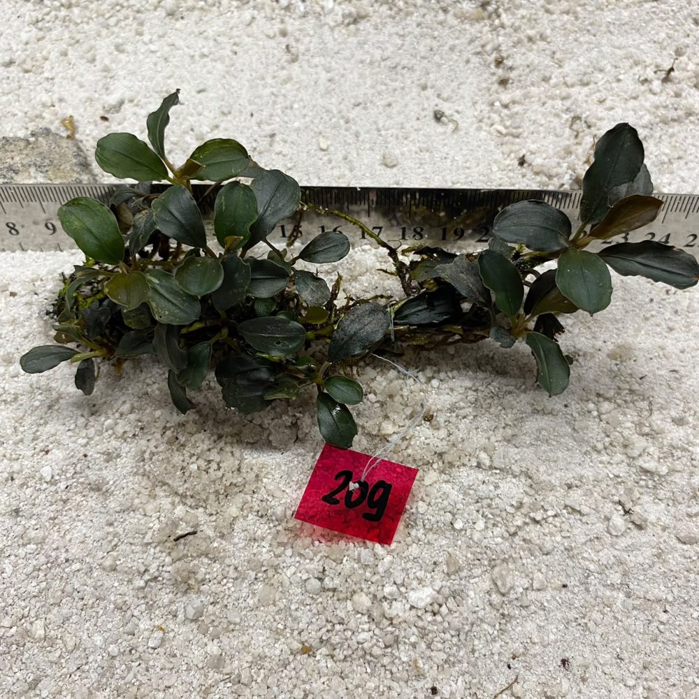 Bucephalandra Dark Basil 209